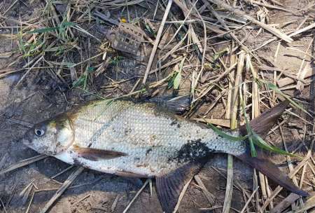 За лещом. В гостях у родни!