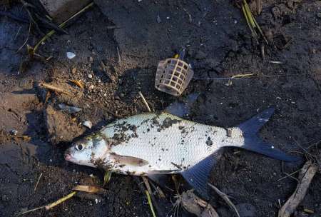 За лещом. В гостях у родни!