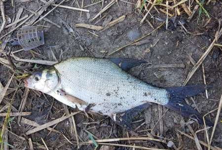 За лещом. В гостях у родни!