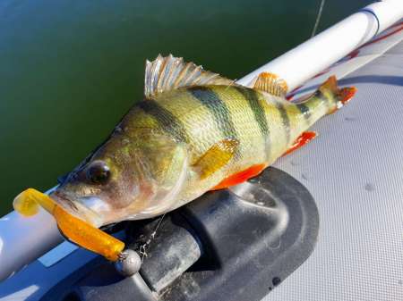 За окунем с лодки на джиг