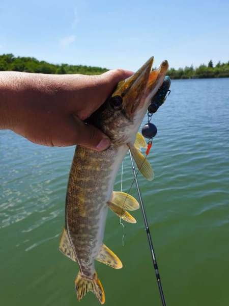 За окунем с лодки на джиг