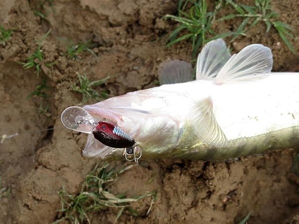 Белый хищник Правбердона