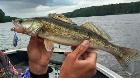Пять лучших проводок раттлинов и секреты применения
