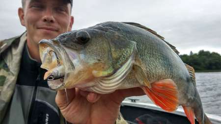 Пять лучших проводок раттлинов и секреты применения