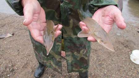 Поездка на Чулым