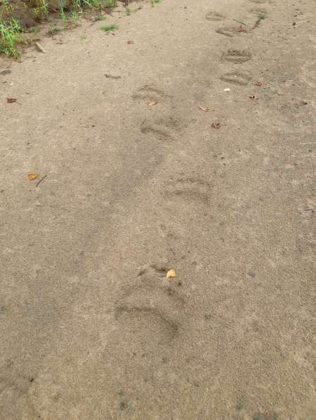 Поездка на Чулым