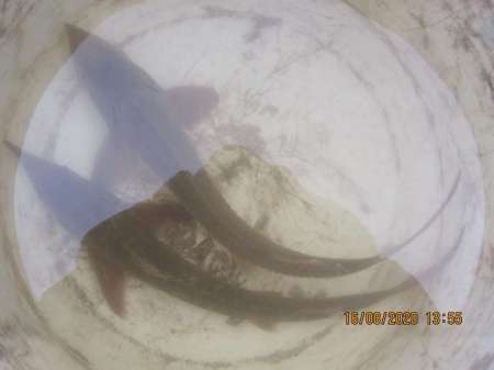 Поездка на Чулым