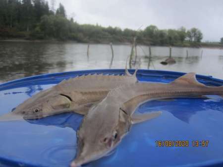 Поездка на Чулым