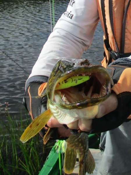 Рыбалка на старице реки. Ловля в траве.
