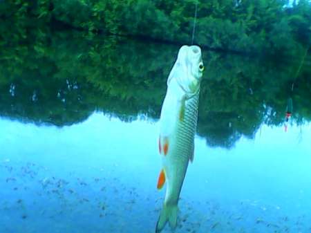 С мыска на пшеницу