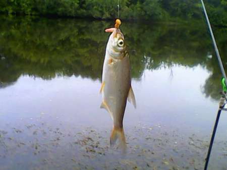 С мыска на пшеницу