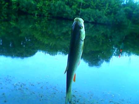 С мыска на пшеницу