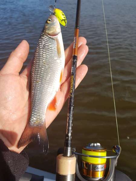 Щука под занавес рыболовного дня Щука под занавес рыболовного дня