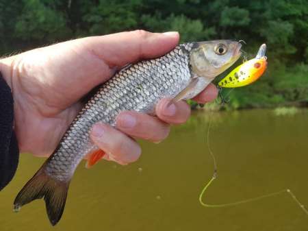 Щука под занавес рыболовного дня Щука под занавес рыболовного дня