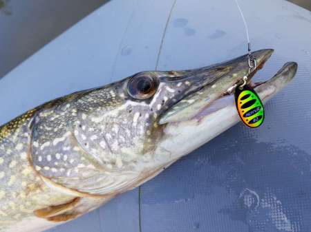 Трофеи городской черты Трофеи городской черты