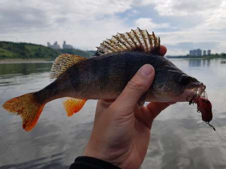 Трофеи городской черты Трофеи городской черты