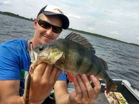 Трофейные окуни на поппер