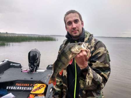 Трофейные окуни на поппер