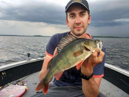 Трофейные окуни на поппер