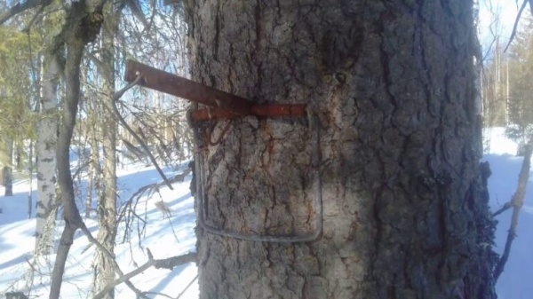 Виды капканов для охоты