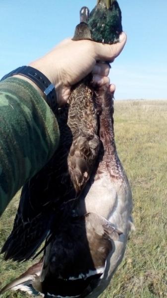 Трудовая утка