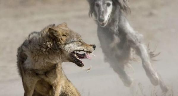 Борзая Тайган Борзая Тайган