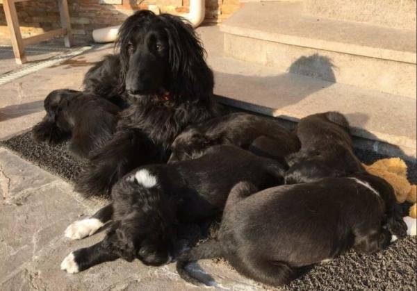 Борзая Тайган Борзая Тайган