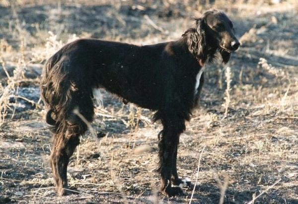 Борзая Тайган Борзая Тайган