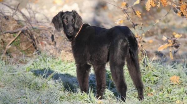 Борзая Тайган Борзая Тайган