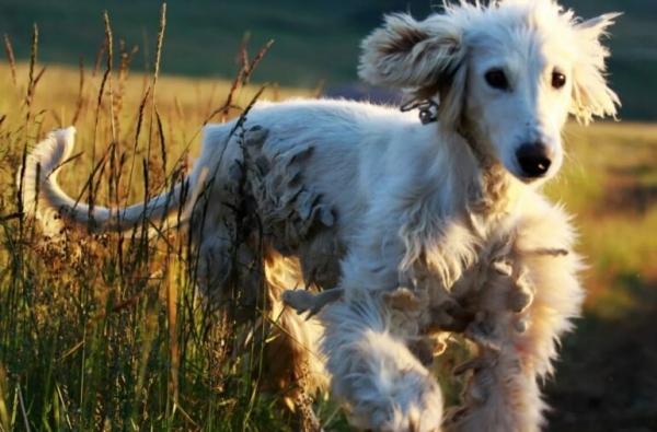 Борзая Тайган Борзая Тайган