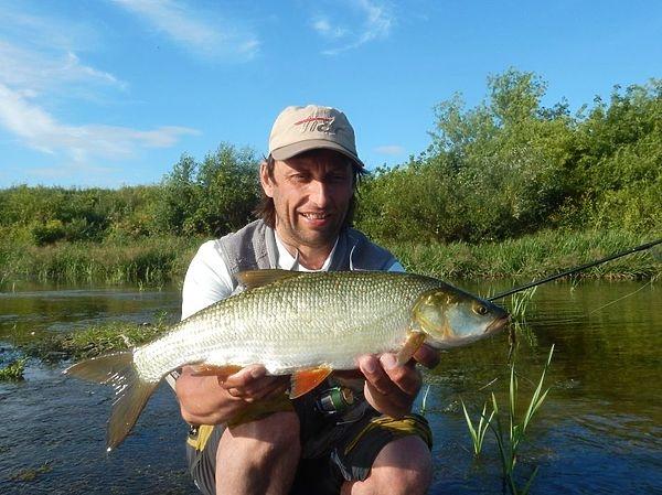 Голавль самый распространенный хищник малых речек