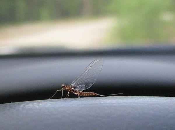 Голавль самый распространенный хищник малых речек