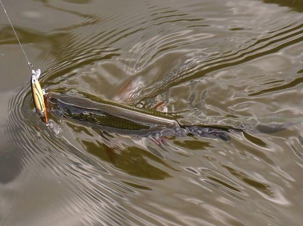 Голавль самый распространенный хищник малых речек