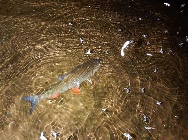 Голавль самый распространенный хищник малых речек