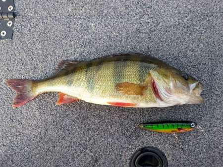 Как поймать много рыбы на воблеры