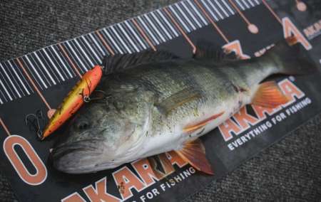 Как поймать много рыбы на воблеры