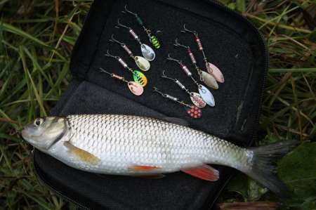 Ловля голавля на спиннинг ультралайт осенью