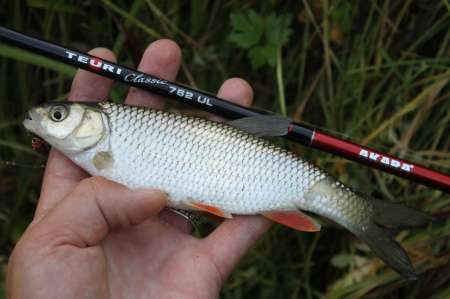 Ловля голавля на спиннинг ультралайт осенью
