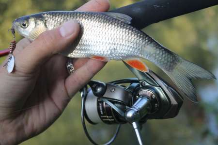 Ловля голавля на спиннинг ультралайт осенью