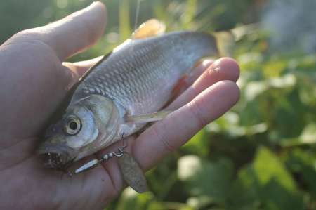 Ловля голавля на спиннинг ультралайт осенью