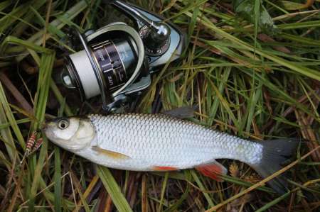 Ловля голавля на спиннинг ультралайт осенью