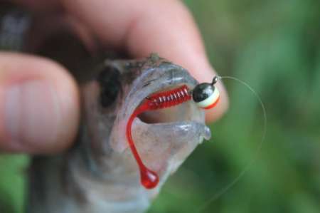 Мормышинг для начинающих летом. Как ловить? Мормышинг для начинающих летом. Как ловить?