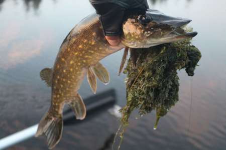 Огруженный офсетник своими руками Огруженный офсетник своими руками