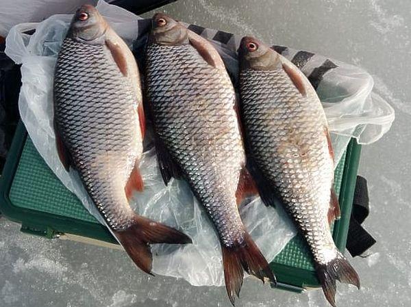 Плотва и ее родня Плотва и ее родня