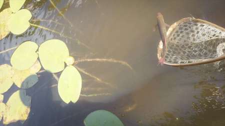 Поиски килограммовой красноперки