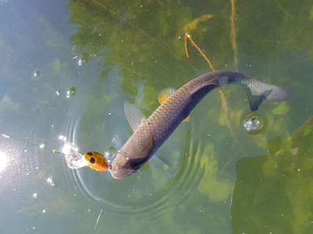 Последняя голавлиная охота Последняя голавлиная охота