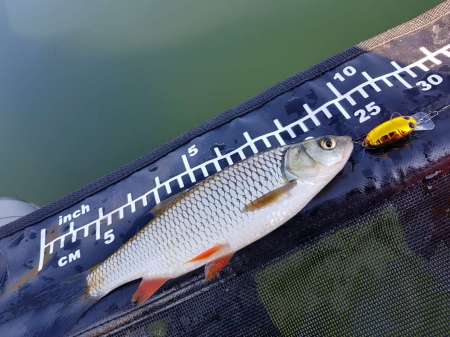 Последняя голавлиная охота Последняя голавлиная охота