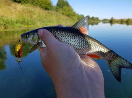 Последняя голавлиная охота Последняя голавлиная охота