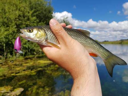 Последняя голавлиная охота Последняя голавлиная охота