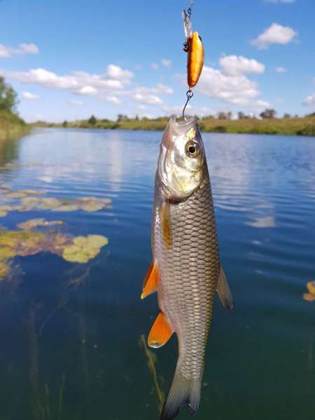 Последняя голавлиная охота Последняя голавлиная охота